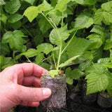 Coir Pellets For Seeds and Cuttings