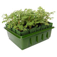 A green plastic Rootrainers Compact tray with several cells, each containing a young plant with visible roots.