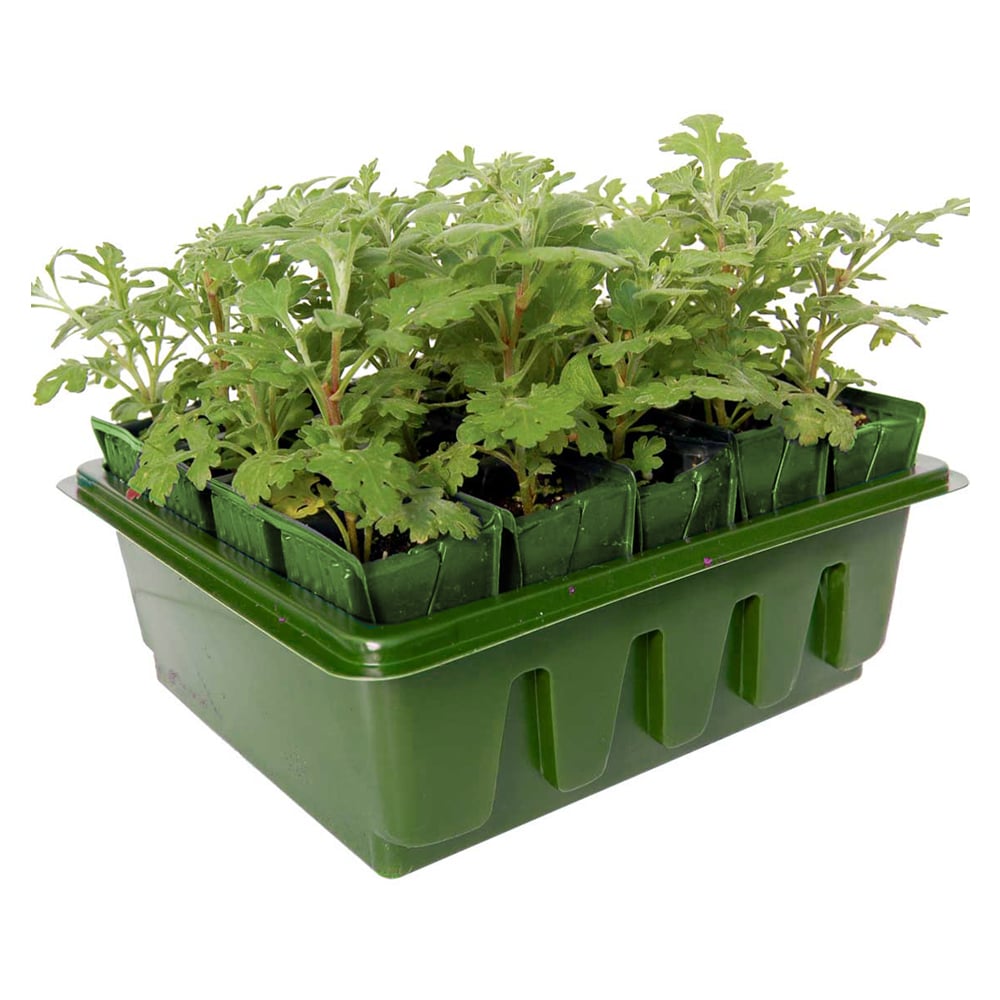 A green plastic Rootrainers Compact tray with several cells, each containing a young plant with visible roots.