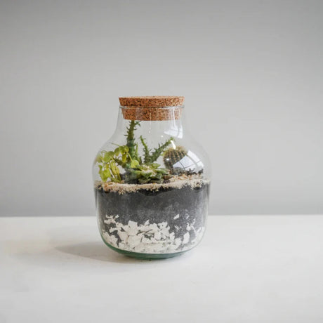 angluar terrarium glass small kit complete