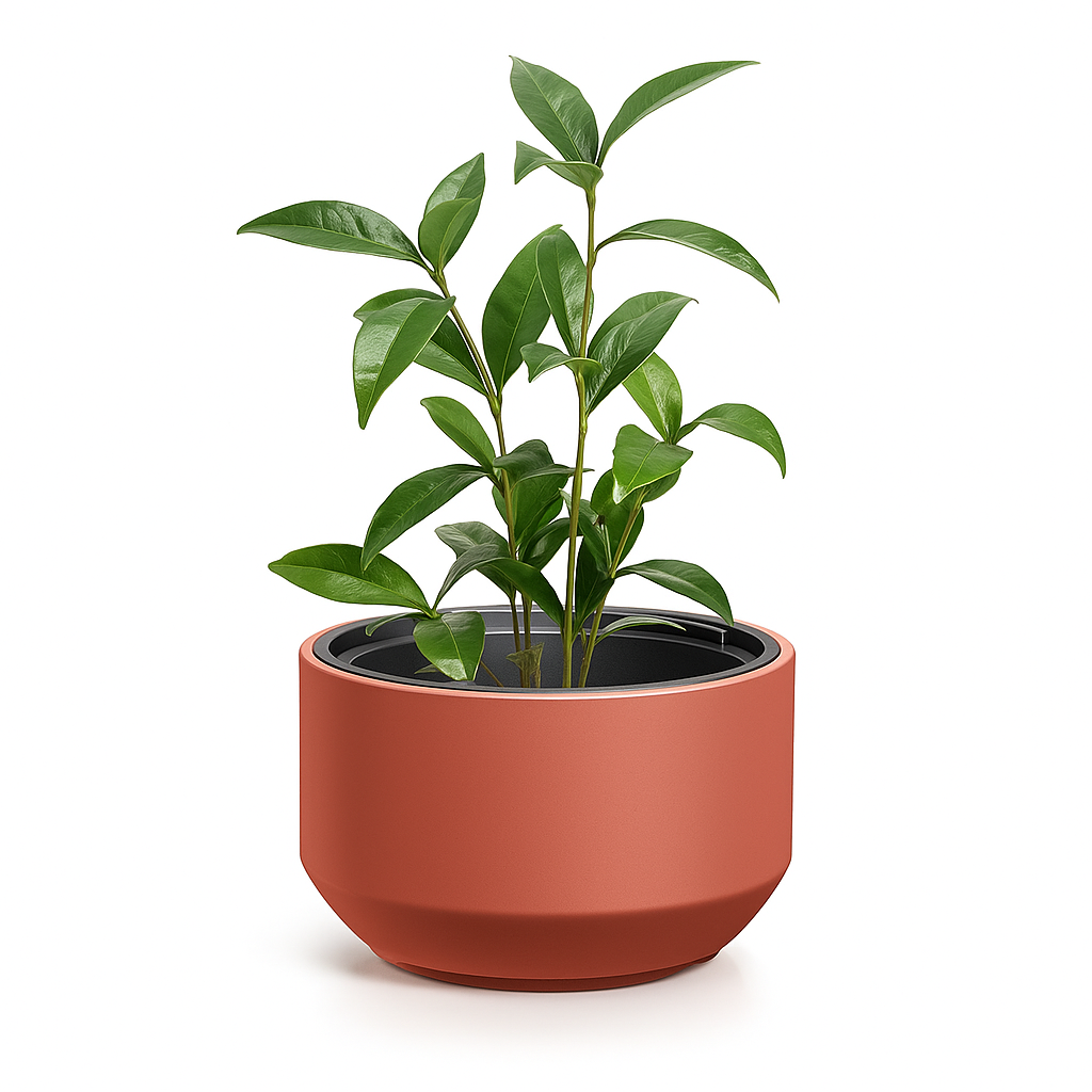 Green potted plant in a terracotta pot on a white background