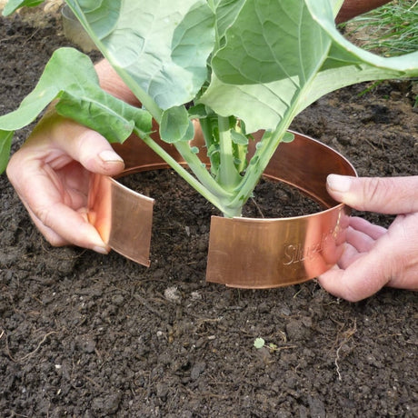 joining of the copper slug rings in garden