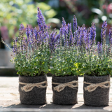 Three potted plants with purple flowers wrapped in twine on a wooden surface.