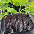 sweet-pea-root-trainers