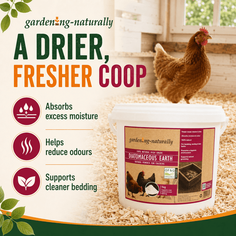A white bucket of Gardening-naturally Diatomaceous Earth chicken bedding supplement placed on wood shavings in a barn, with a brown hen standing behind it.