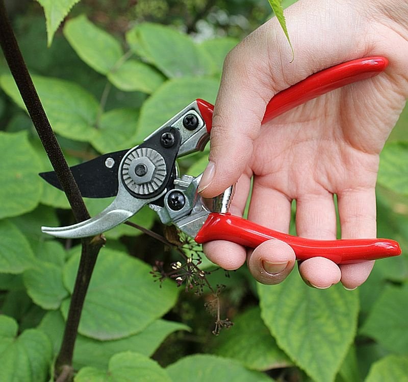 Ladies Professional Bypass Pruner