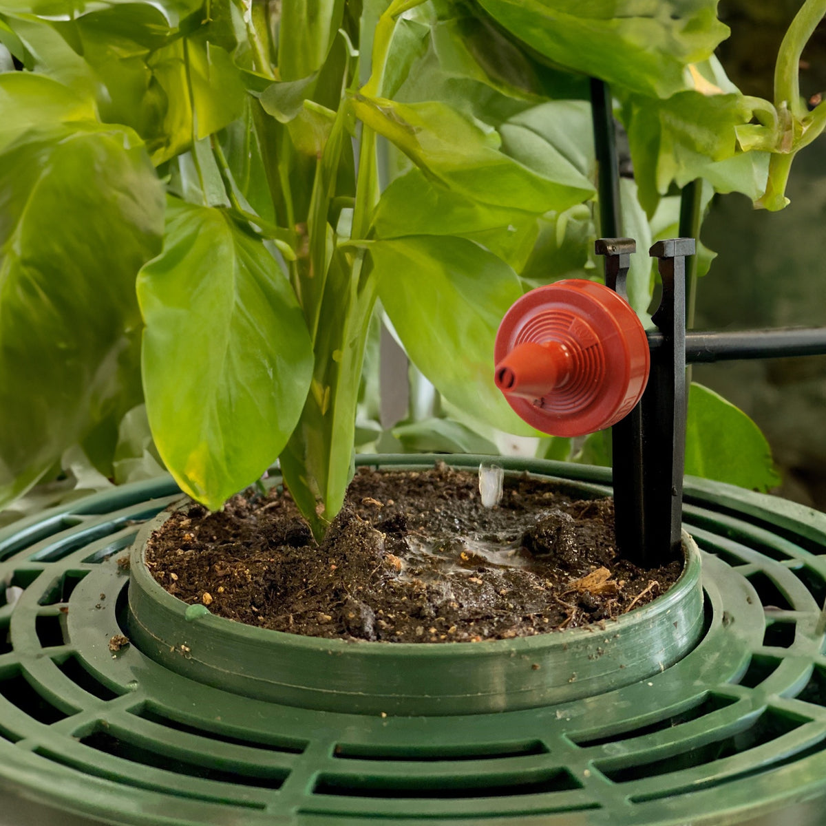 Close up of automatic watering system dripper stake