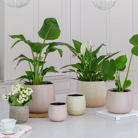 ceramic plant pot in dusty pink