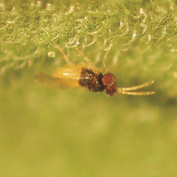 Encarsia Formosa - Parasitic Wasp