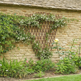 Decorative wood trellis on a stone wall with climbing plants and flowers.