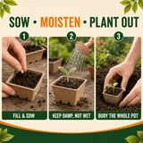 A three-step gardening infographic titled 'SOW • MOISTEN • PLANT OUT' showing hands planting, watering, and burying a small seed pot in labeled panels with text instructions.