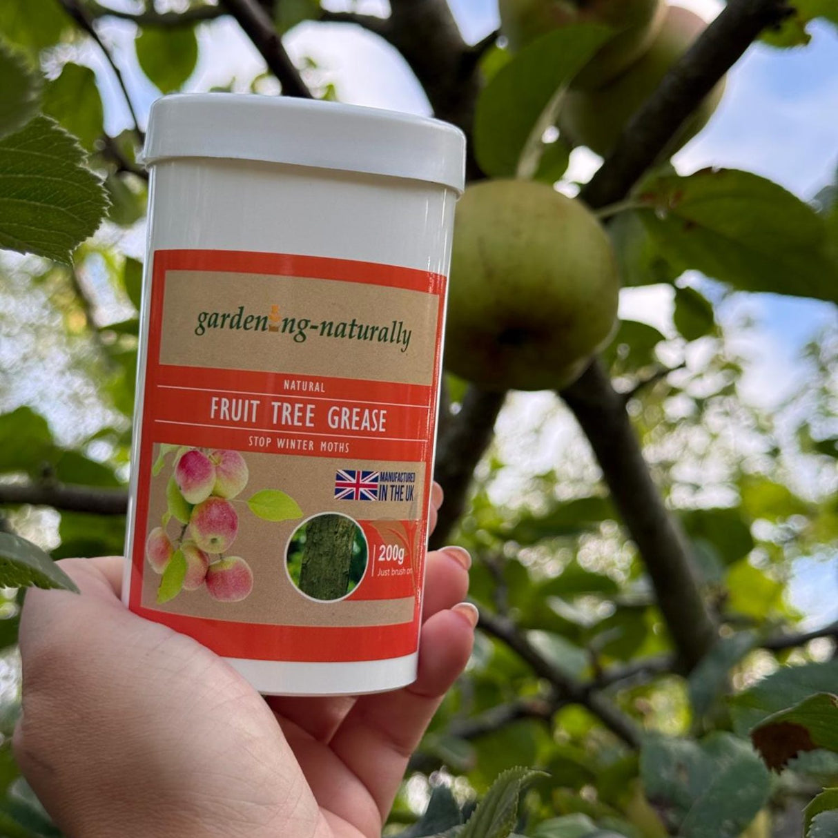 A hand holds a white plastic jar of gardening-naturally Fruit Tree Grease against a blurred outdoor apple tree background with green leaves and apples.