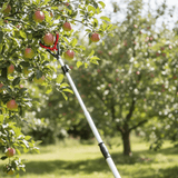 Apple picker tool being used to harvest apples from a tree in an orchard.