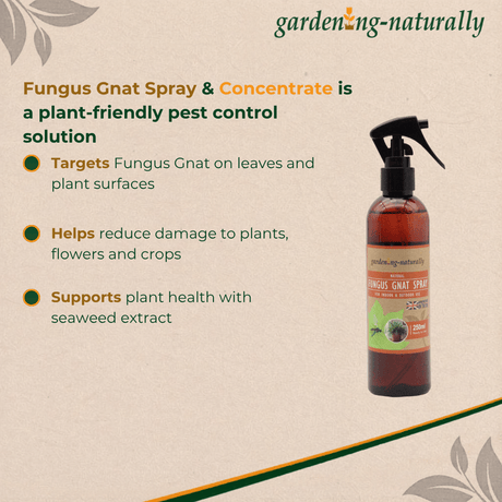 Fungus Gnat Spray & Concentrate bottle with product details on a beige background