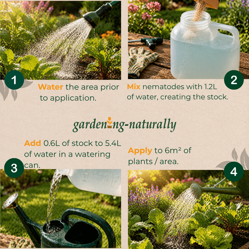 Step-by-step guide for using nematodes in gardening with images of watering plants and mixing nematodes.