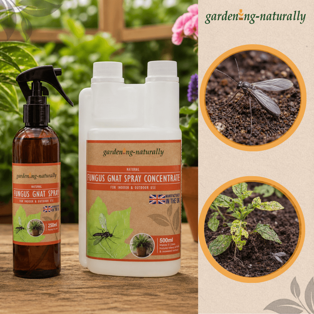bug spray for indoor plants gnats Fungus Gnat Control Spray & Concentrate Indoor Outdoor Plants – Gardening Naturally