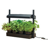 Micro Grow Light Garden for Salads and Herbs