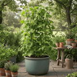 climbing plant in a pot on a garden trellis 