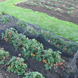 Garden hoops with bird netting over protecting strawberries allotment