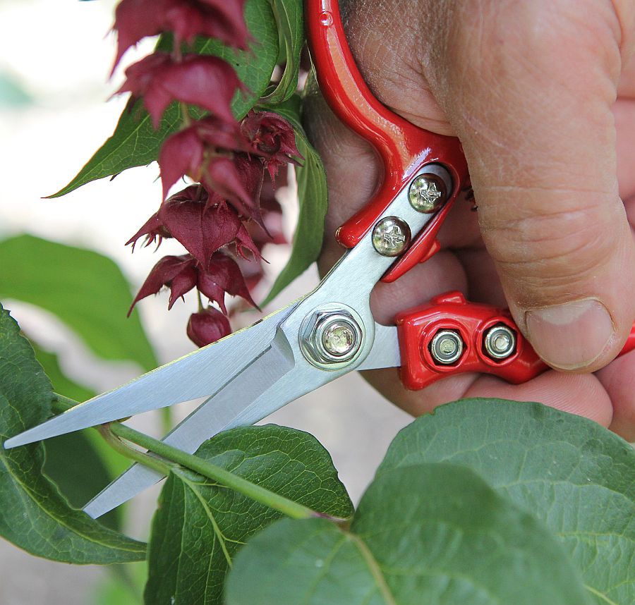 Cutting garden snips with red handles