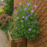 Floral plant in a wooden planter against climbing garden trellis
