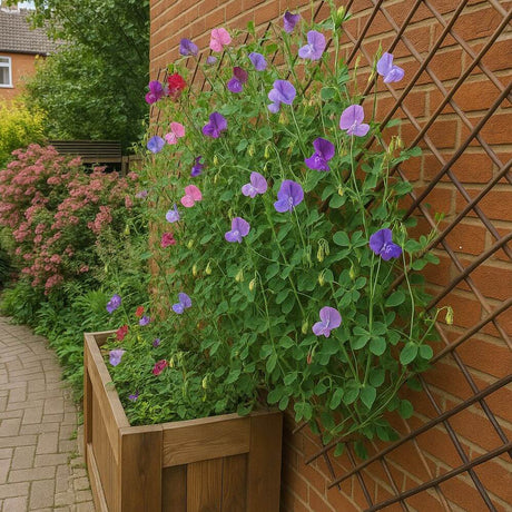 Floral plant in a wooden planter against climbing garden trellis