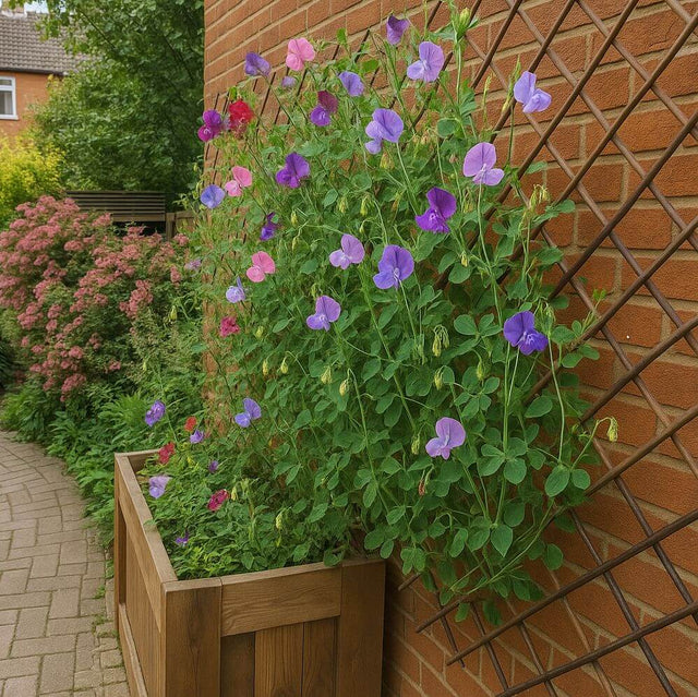 Floral plant in a wooden planter against climbing garden trellis