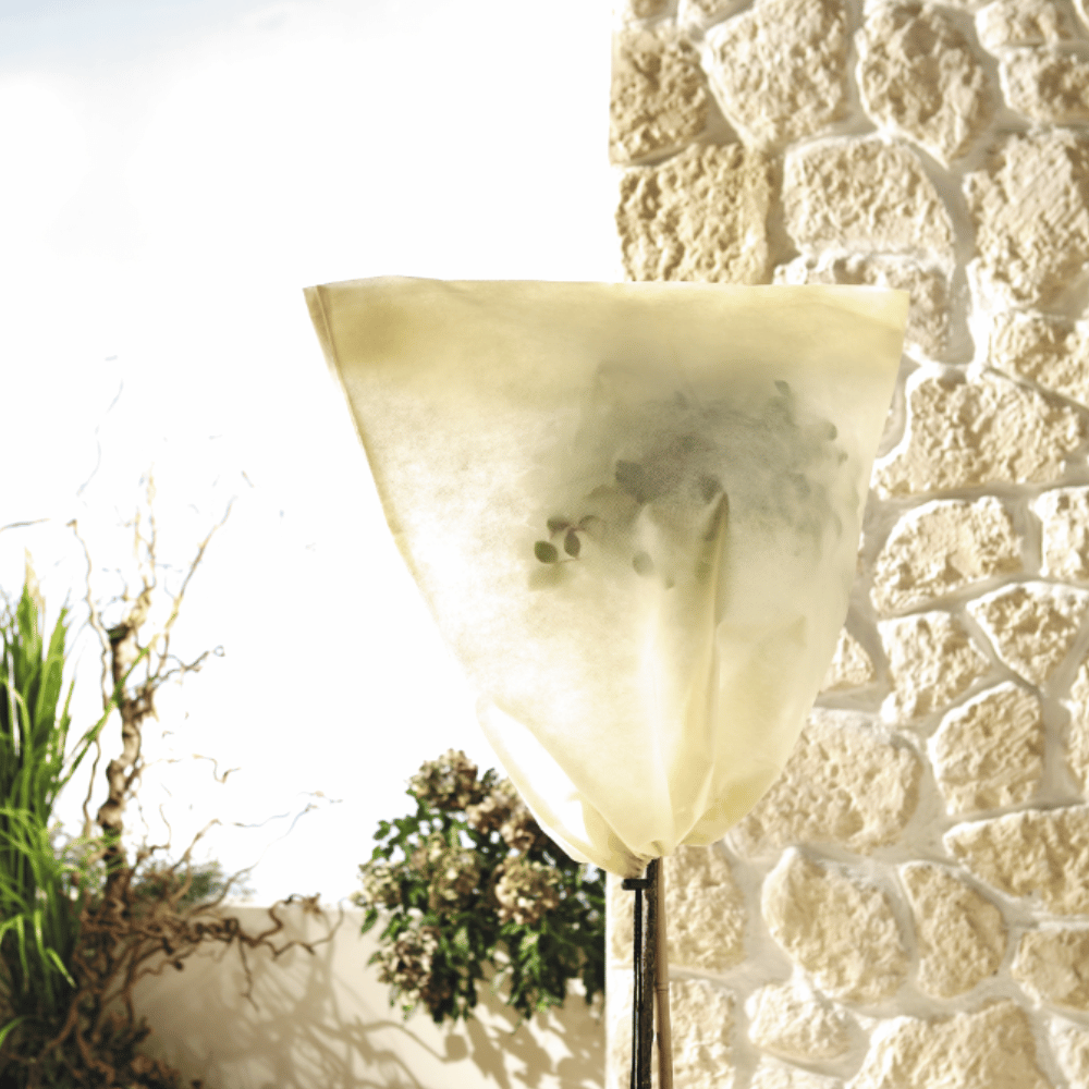 small frost protection bag on a small plant by wall