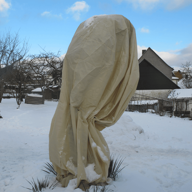 Frost protection bag covering plant in the snow