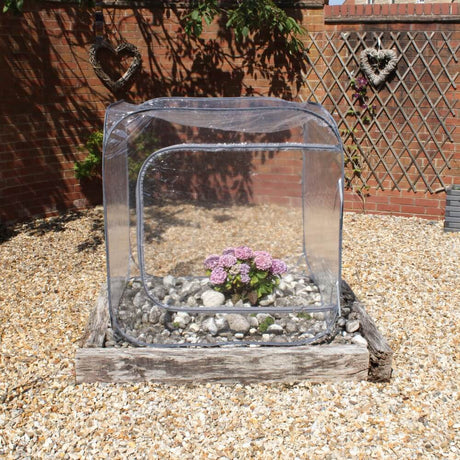 see through garden greenhouse protecting a plant 