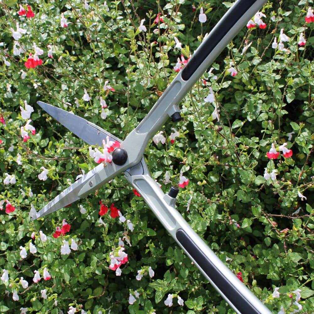 Gardening hedge shears against a background of green foliage and small flowers