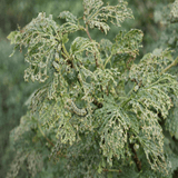 Close-up of a plant with green leaves and visible pests.