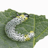 Caterpillar on a green leaf with a white background