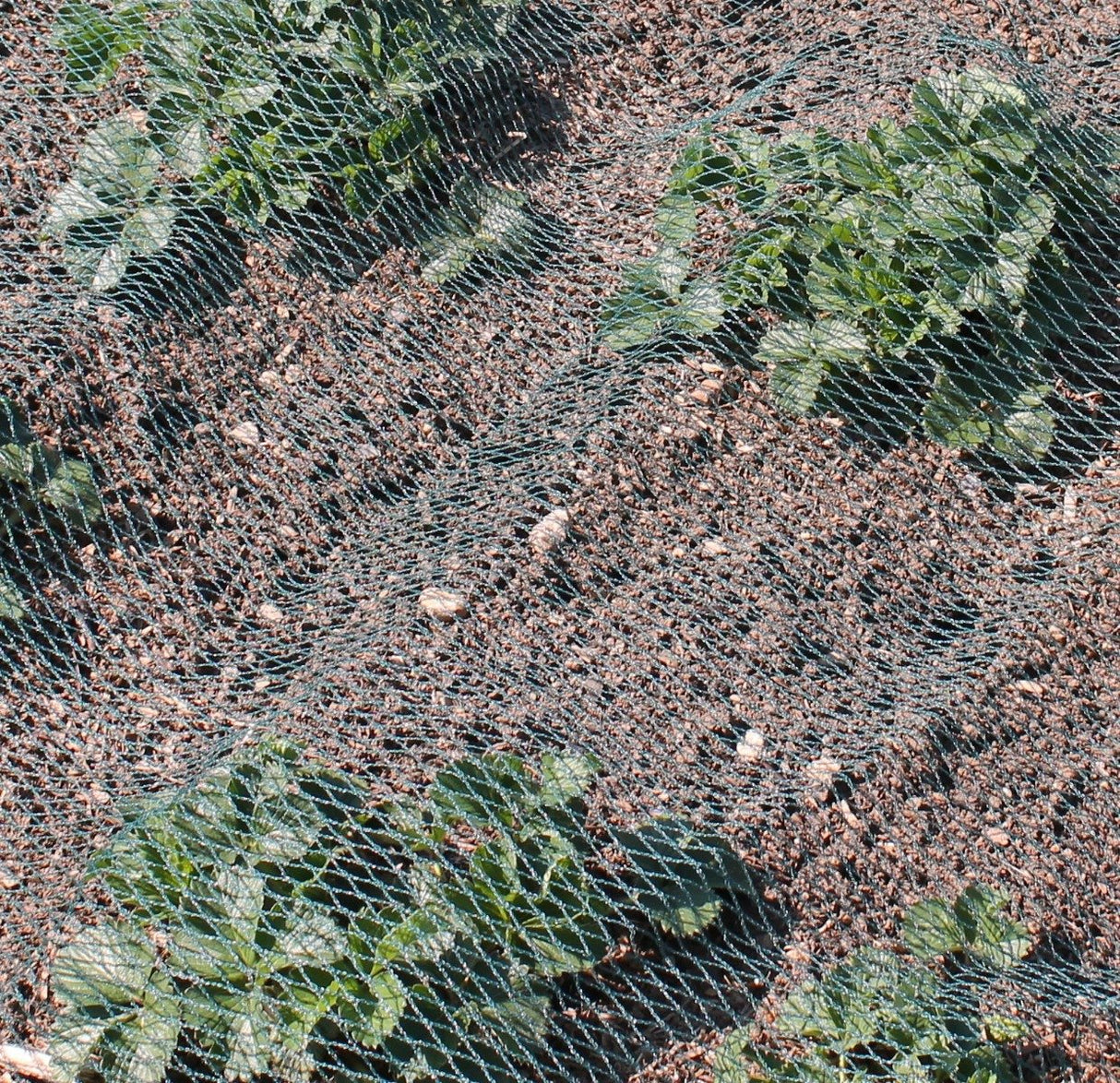 Green Bird Netting for Fruit and Vegetables