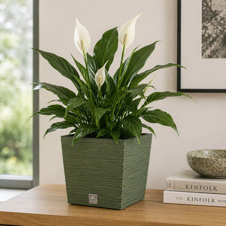 Potted plant on a wooden surface with books in the background