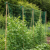 Vegetable plants growing on pea and bean netting in a garden setting