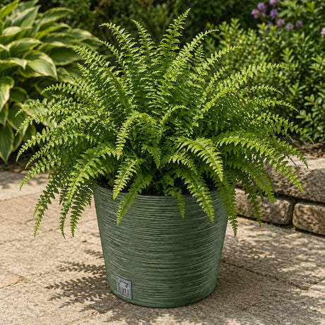 Potted fern plant on a stone patio with a stone wall and plants in the background