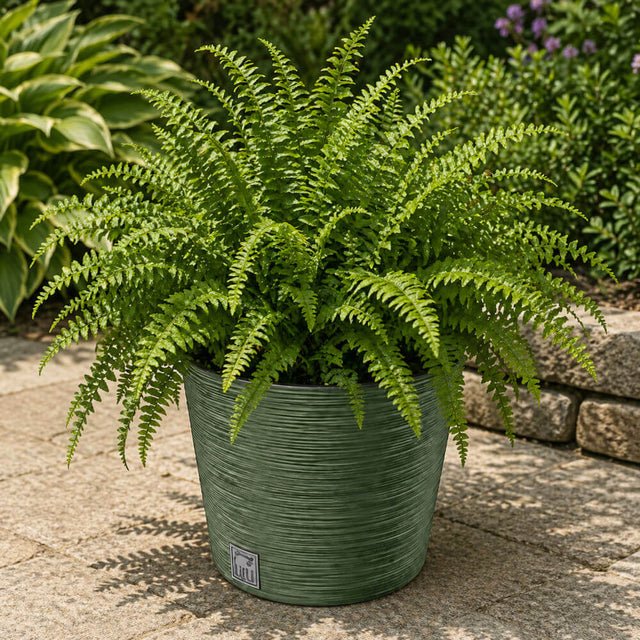 Potted fern plant on a stone patio with a stone wall and plants in the background