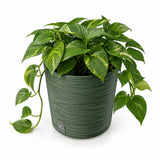 Potted green plant with variegated leaves on a white background