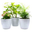 Three  grey potted plants in white pots on a white background