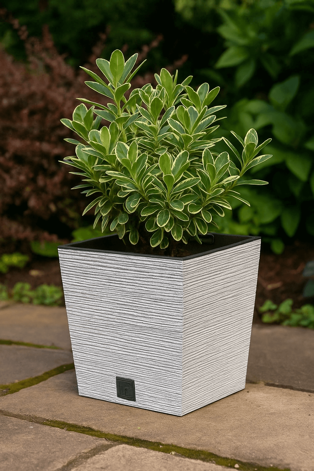 Green potted plant in a textured white pot on a stone surface with a blurred green background