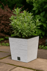 Green potted plant in a textured white pot on a stone surface with a blurred green background