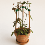 Potted plant with a green trellis on a white background