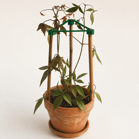 Potted plant with a green trellis on a white background