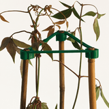 Green plant support structure with bamboo stakes and leaves on a white background