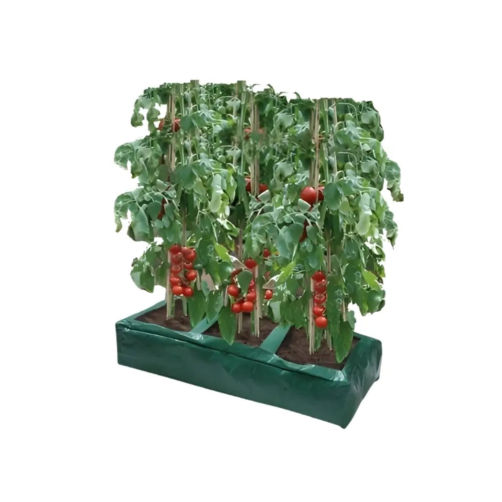 grow bag with tomatoes