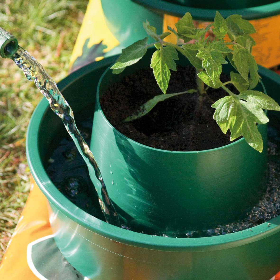 Shows how to water a tomato plant into the moat of a growpot