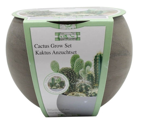 Cactus growing set in pot with a cardboard wrap