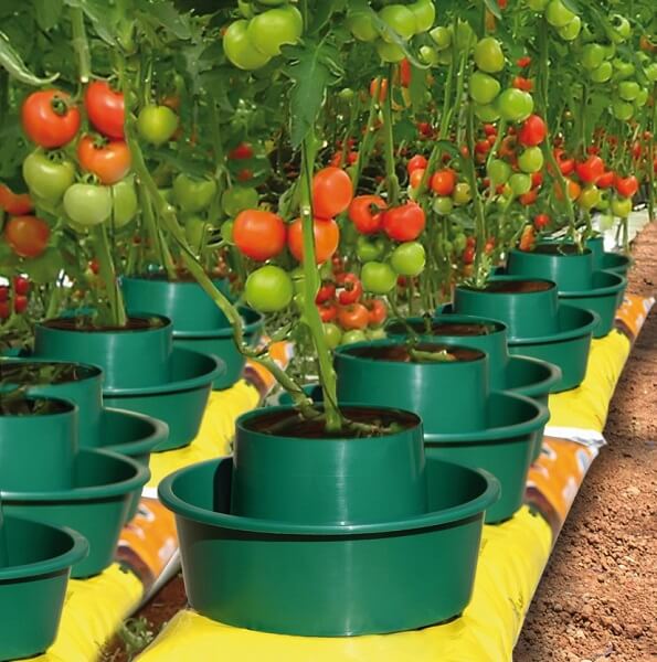 Rows of green tomato growpots in a greenhouse growing tomatoes