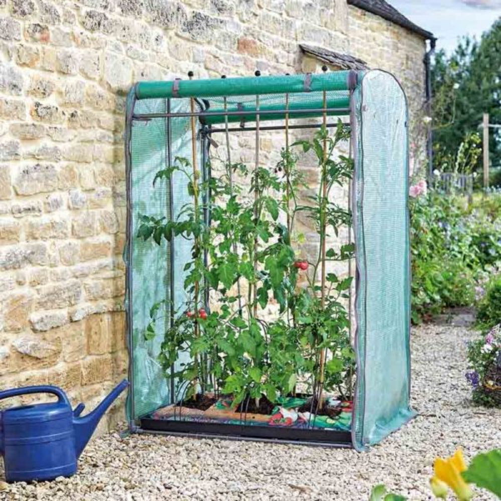 Grow Tomatoes Without a Greenhouse Gardening Naturally